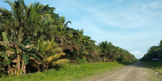 DLHK Aceh Temukan Perusahaan Diduga Serobot 17 Hektare Hutan Negara untuk Sawit