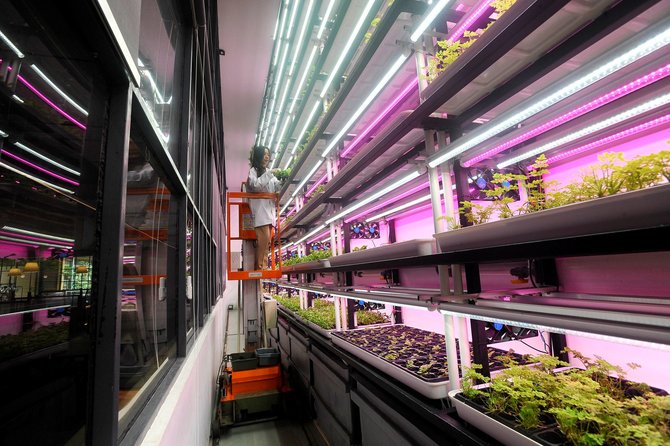 pertanian sistem controlled environment agricultural