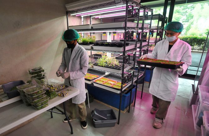 pertanian sistem controlled environment agricultural