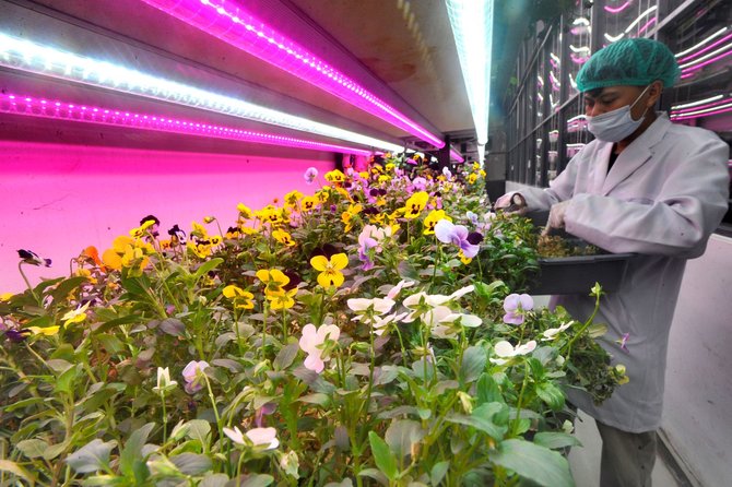 pertanian sistem controlled environment agricultural