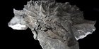 Ilmuwan Temukan Wajah Dinosaurus, Masih Utuh dengan Kulitnya