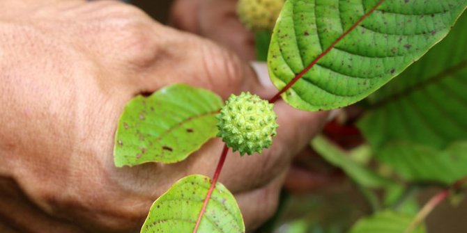 Manfaat Daun Kratom Bagi Kesehatan Dan Efek Sampingnya Perlu Diketahui Merdeka Com