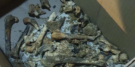 Polisi Selidiki Penemuan Tulang Dalam Kain Sarung