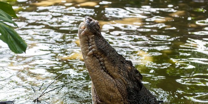 Konflik Manusia dengan Buaya di Sumbar Terjadi 9 Kali Sepanjang Januari 2023