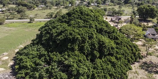 Bak Gunung, Pohon Raksasa di Kolombia ini Berdiameter 75 Meter