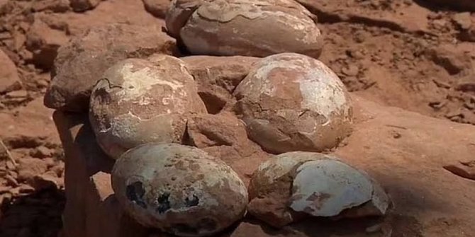 Lebih dari 100 Telur Dinosaurus Ditemukan di Argentina, Banyak Embrio yang Masih Utuh