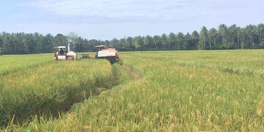 Program Food Estate di Sumut Disebut Gagal, Begini Tanggapan Para Petani