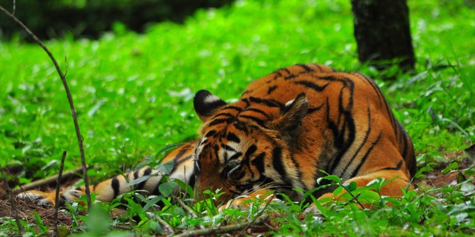 Sedang Berkebun, Dua Petani Diserang Harimau sampai Kritis
