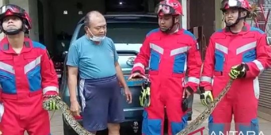 Mencuci Baju, Ibu Rumah Tangga Temukan Ular Sanca Tiga Meter di Rumah