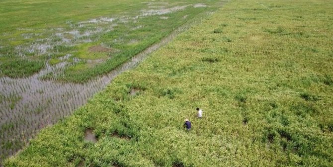 Panen Perdana, Petani Mengaku Mulai Merasakan Manfaat Food Estate