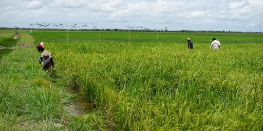 Periset BRIN: Food Estate Butuh Waktu, Tidak Semudah Membalik Telapak Tangan