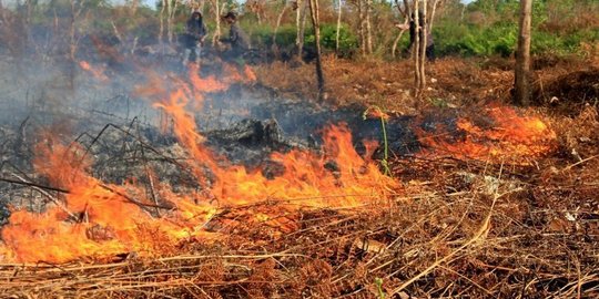Lahan di Pinggir Jalan Lintas Sumatera Palembang-Indralaya Terbakar