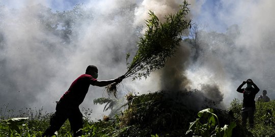 Polda Aceh Temukan Ladang Ganja di Tiga Lokasi, Satu Orang Ditangkap