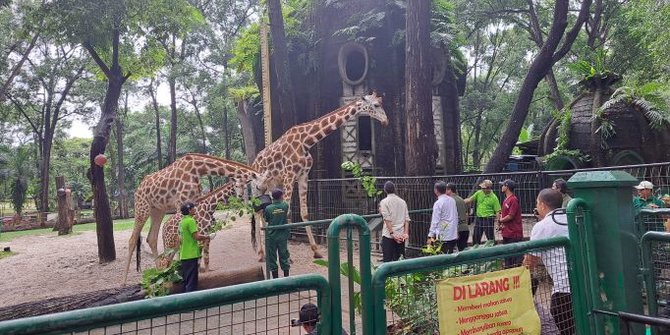 Heru Budi Beri Nama Anak Gajah dan Jerapah di Ragunan: Unggul dan Tazoo