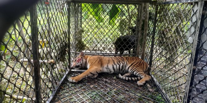 Harimau yang Terkam Petani di Aceh Selatan Ditangkap