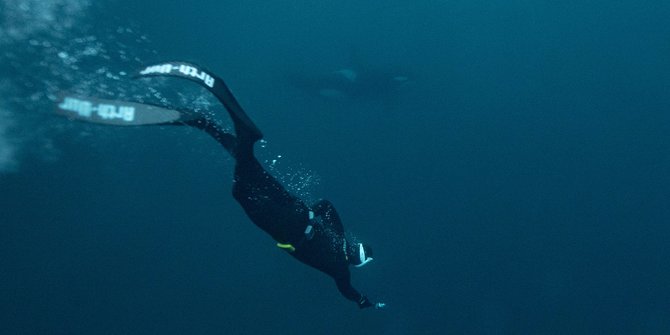 Momen Mendebarkan Penyelam Menari Bersama Paus Orca di Samudera Arktik