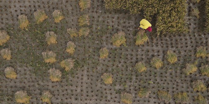 Cuaca Tak Menentu, Petani Cikarang Panen Padi Lebih Cepat