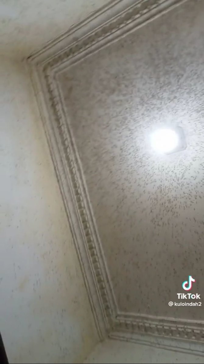 viral dinding rumah dipenuhi nyamuk bikin merinding