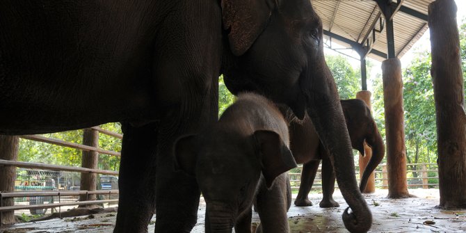 Gajah Liar Mengamuk di Aceh Tengah, 1 Warga Meninggal Dunia
