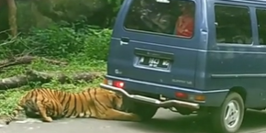 Ngeri Banget! Mobil ini Diserang Harimau saat Liburan ke Taman Safari 2 Jatim