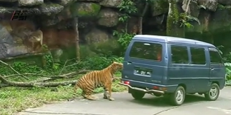 diserang harimau saat liburan ke taman safari jatim