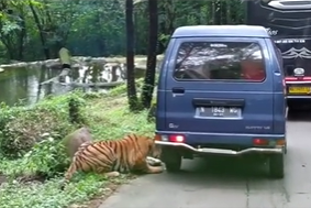 diserang harimau saat liburan ke taman safari jatim