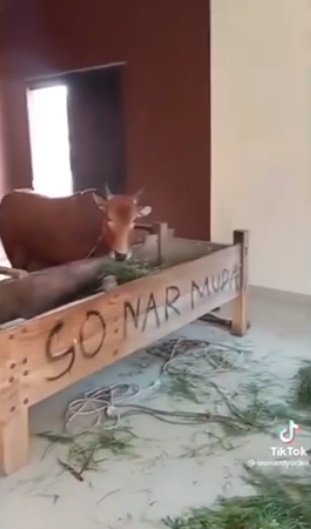rumah mewah jadi kandang sapi