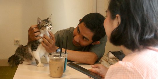 Serunya Bermain Bersama Kucing di Cat Cafe Depok