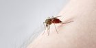 Fenomena El Nino Berhubungan dengan Meningkatnya Kasus Demam Berdarah Dengue