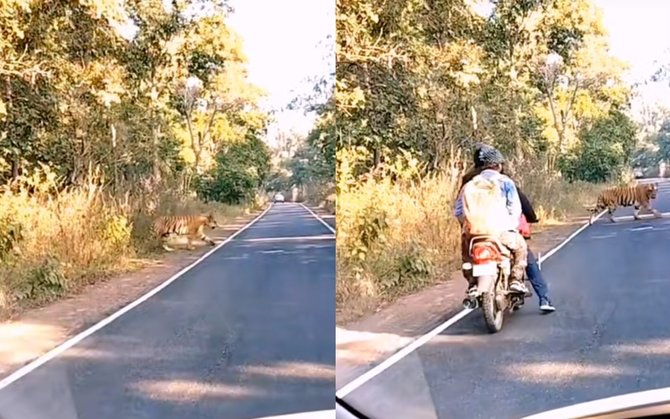 viral pengendara motor dicegat harimau di tengah jalan bikin panik