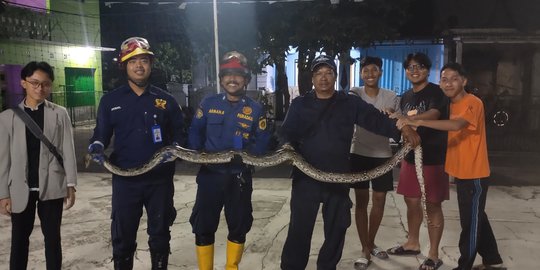 Ular Sanca Sepanjang Empat Meter Gegerkan Warga Cibinong