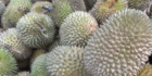 Bisa Makan Sepuasnya, Intip Warung Pondok Durian DM di Deli Serdang