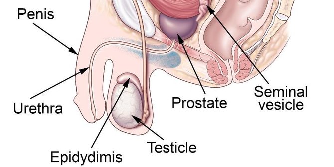 Mengenal Epididimitis dan Penyebabnya, Radang yang Terjadi pada Saluran Sperma