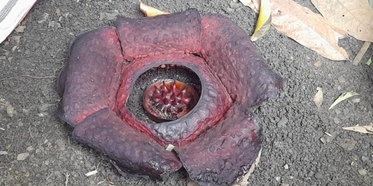 Dikira Bangkai Anjing, Warga Padang Kaget Ada Bunga Rafflesia di Samping Rumah
