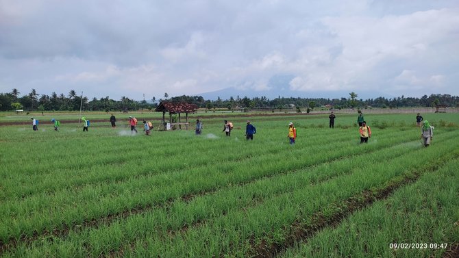 banyuwangi genjot produksi bawang merah dan cabai rawit lewat sekolah lapang