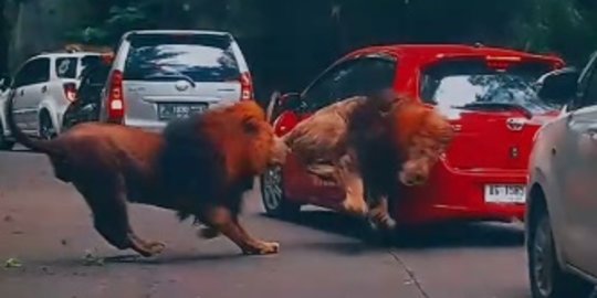 Viral Singa di Taman Safari Prigen Berkelahi, Sebuah Mobil Pengunjung jadi Korban