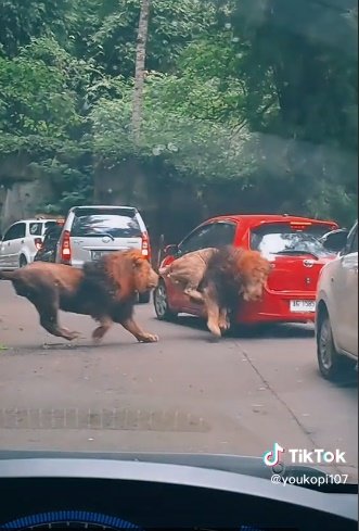 perkelahian dua ekor singa