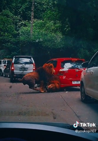 perkelahian dua ekor singa
