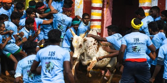 India Batal Ubah Hari Valentine Jadi Hari Memeluk Sapi, Ini Alasannya