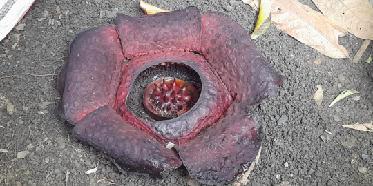 Fakta Mengejutkan di Balik Viral Bunga Rafflesia Milik Warga Padang