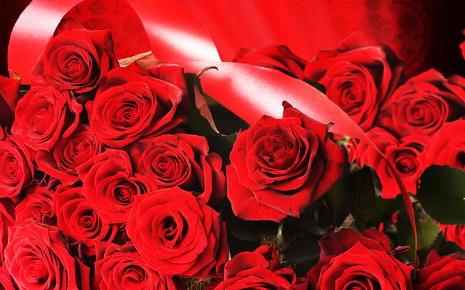 ilustrasi bunga mawar