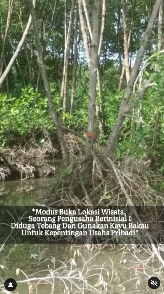 penemuan penebangan liar pohon mangrove