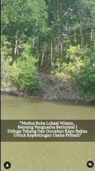 penemuan penebangan liar pohon mangrove