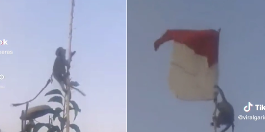 Viral Seekor Monyet Benarkan Bendera Merah Putih yang Terlilit, Aksinya Jadi Sorotan