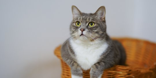 Penyebab Kucing Muntah Makanan dan Cara Mengatasinya, Bisa Jadi Tanda Penyakit