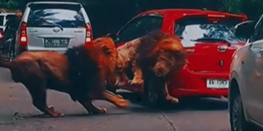 Viral Mobil Ditabrak Singa, Apakah Bisa Pemilik Klaim Asuransi?