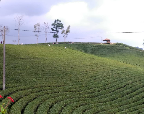 kebun teh cikuya