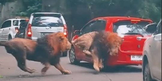 Kerusakan Mobil Akibat Tertabrak Singa Ditanggung Asuransi, Cek Faktanya