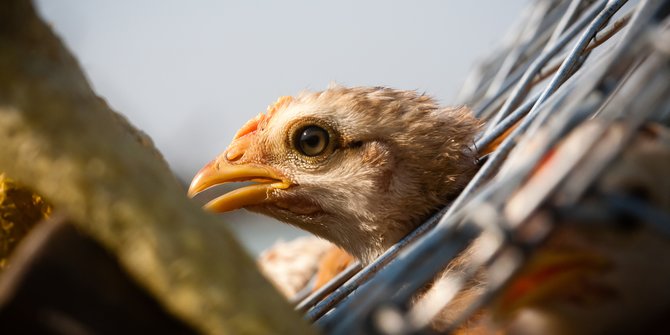 Pakar: Waspadai Flu Burung sebagai Pemicu Pandemi di Masa Depan