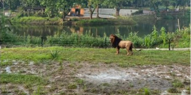 Heboh Singa di Solo Safari Zoo Lepas dari Kandang, Ini Penjelasan Kapolresta Solo